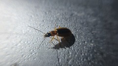 Agonum daimio