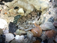 Fejervarya cancrivora