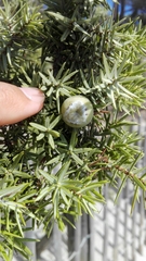 Juniperus macrocarpa