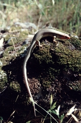 Plestiodon gilberti placerensis