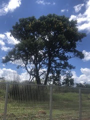 Vochysia thyrsoidea