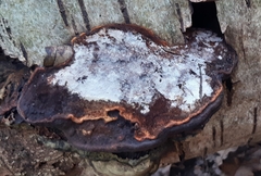 Agaricomycetes