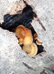 Agaricomycetes