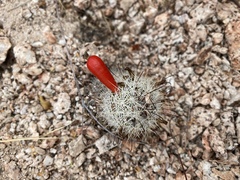 Mammillaria phitauiana