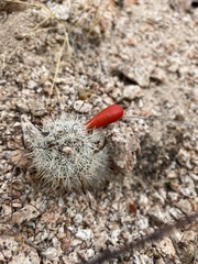 Mammillaria phitauiana