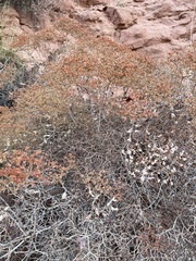 Eriogonum heermannii