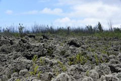 Stereocaulon vulcani