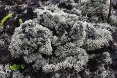 Stereocaulon vulcani