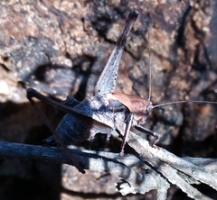 Thyreonotus corsicus