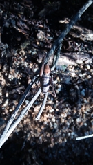 Thyreonotus corsicus