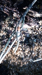 Thyreonotus corsicus