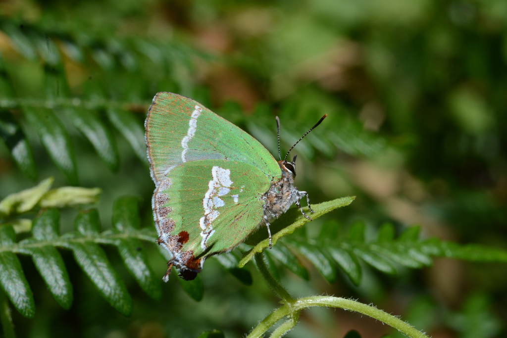 Cyanophrys bertha