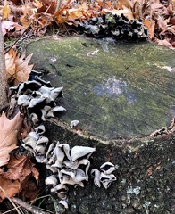 Auricularia angiospermarum