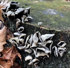 Auricularia angiospermarum