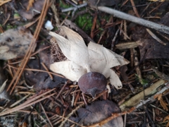 Geastrum pectinatum