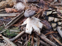 Geastrum pectinatum