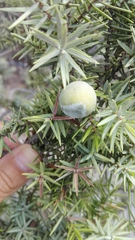 Juniperus macrocarpa