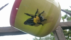 Hyperechia bomboides