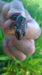 Leptodactylus mystacinus