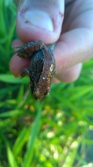 Leptodactylus mystacinus