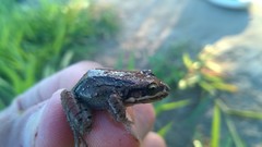 Leptodactylus mystacinus
