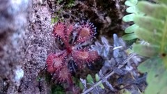 Drosera communis