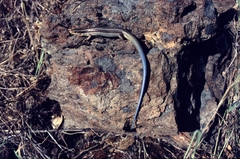 Plestiodon gilberti placerensis