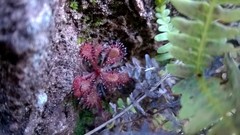 Drosera communis