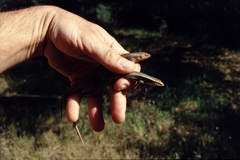 Plestiodon gilberti placerensis