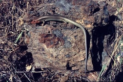 Plestiodon gilberti placerensis