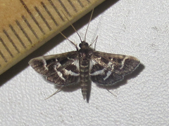 Diasemiodes janassialis