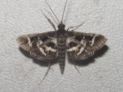 Diasemiodes janassialis