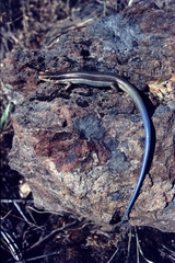 Plestiodon gilberti placerensis