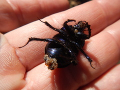 Geotrupes ibericus