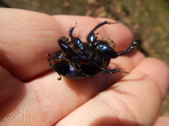 Geotrupes ibericus