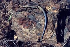Plestiodon gilberti placerensis