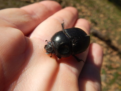 Geotrupes ibericus