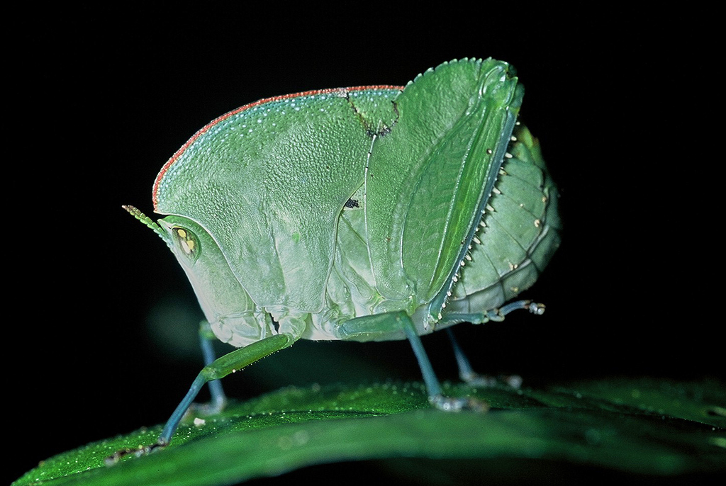 Plagiotriptus carli