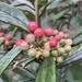 Spotted Ardisia - Photo (c) roseisland, some rights reserved (CC BY-NC)