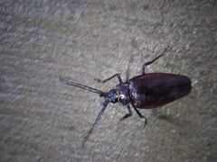 Ctenoscelis coeus