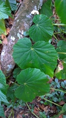 Begonia chitoensis