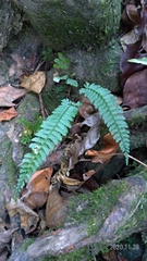Polystichum hancockii