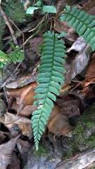 Polystichum hancockii