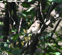 Emberiza rustica