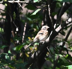 Emberiza rustica