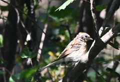 Emberiza rustica