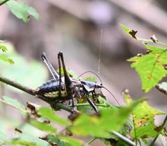 Paratlanticus ussuriensis