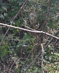 Poecile palustris