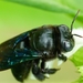 絨木蜂屬 - Photo (c) L. Shyamal，保留部份權利CC BY-SA