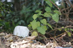 Clerodendrum trichotomum